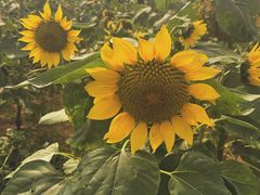 -松山湖梦幻百花洲