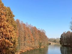 -上海海湾国家森林公园