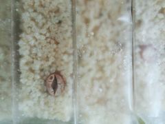 -闻酥园(水碾河路店)