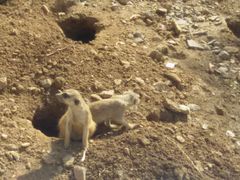 -石家庄市动物园