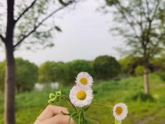 -红梅公园