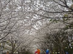 -高东镇樱花园