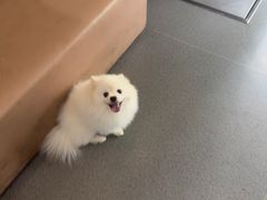 -半岛宠物医院24小时(科华中路店)