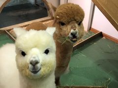 -藦茜花园宠物主题亲子互动体验馆(国顺东路店)