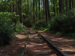 -上海共青森林公园