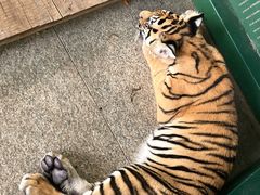 -秦皇岛野生动物园