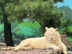 -西霞口神雕山野生动物世界