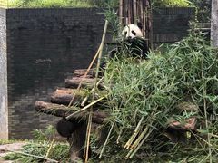 -都江堰中华大熊猫苑