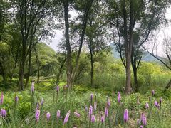 -西湖风景区-江洋畈生态公园