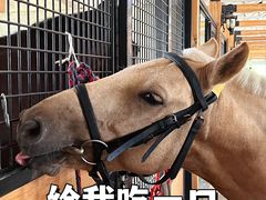 -北京群众马术培训基地