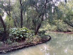 -大湾区中央湿地公园