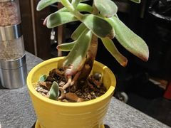 -新草堂锅物料理(泉城路店)