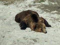 -上海野生动物园