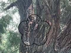 -北京西山国家森林公园