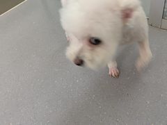 -心仪动物医院·牙专科·肿瘤·心脏科(西客站院)