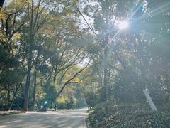 -紫金山山顶公园