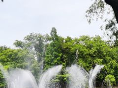 -上海共青森林公园