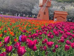 -苏州上方山国家森林公园