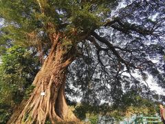 -苏家围·东江画廊旅游景区