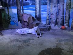 -芜湖新华联大白鲸海洋公园