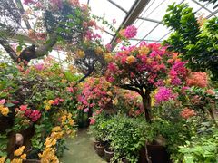 -呀路古热带植物园