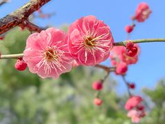 -东台西溪天仙缘景区