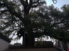 -新安江山水画廊风景区