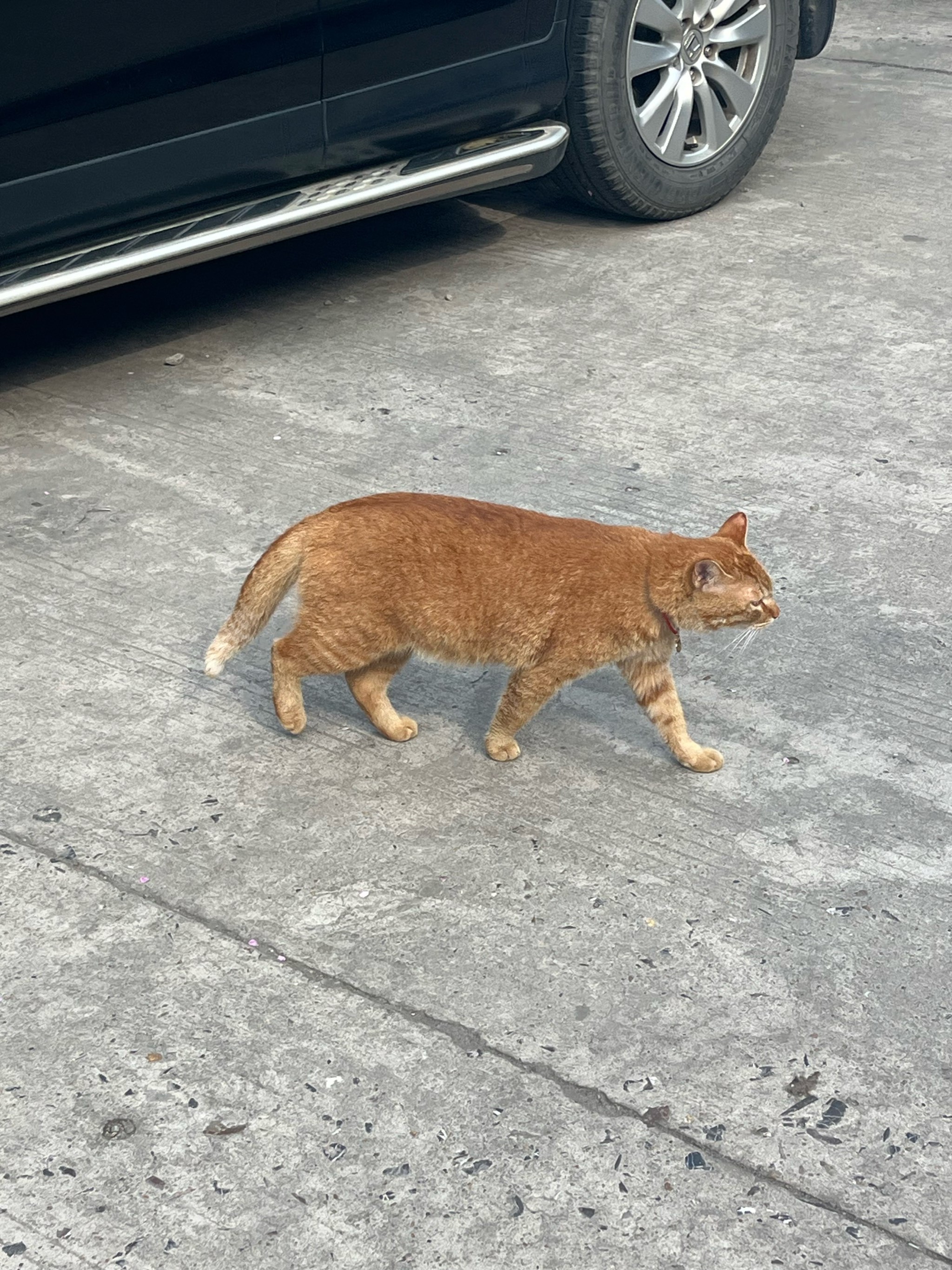 鸡鸣寺虔诚猫图片