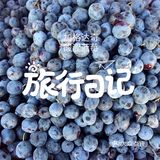 【漠河游记攻略四】进入大兴安岭 皱眉蓝莓与哇塞森林