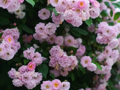 -杭州观成实验学校