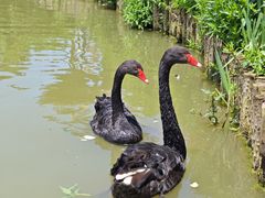-荷兰花海