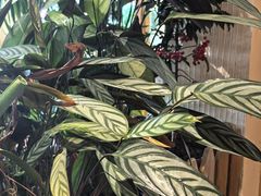 -萤火虫咖啡(后海店)