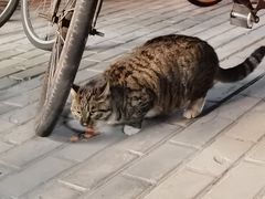 -牛村来人潮汕牛肉火锅(西单店)