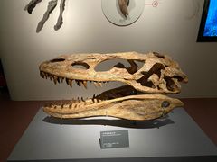 -自贡恐龙博物馆