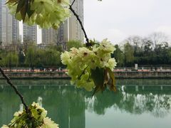 -成都市活水公园