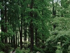 -上海共青森林公园