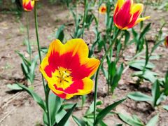 -长春公园(普阳街道)