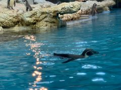 -帝企鹅自助餐厅•儿童岛•真企鹅(长隆企鹅酒店)