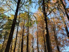 -上海海湾国家森林公园