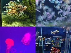 -海合安天津极地海洋公园