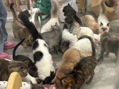 -楼上猫咖(罗湖店)
