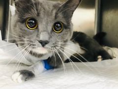 -瑞派·关忠动物医院·异宠专科·犬猫肿瘤·皮肤专科(望京店)