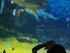 -烟台海昌鲸鲨海洋公园