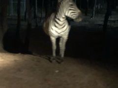 -清迈夜间动物园