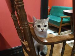 -猫色咖啡·猫咖