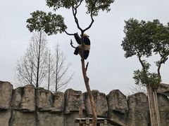 -上海野生动物园