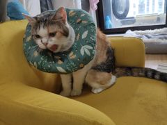 -关爱宠物医院·猫科中心·消化科(滨湖万达分院)