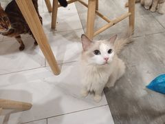 -楼上猫咖(罗湖店)