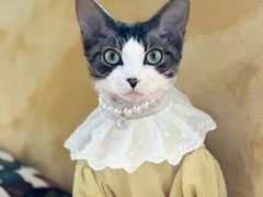 -老吴的猫·猫舍(新区店)