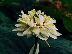 -厦门园林博览苑